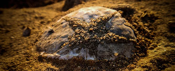 long trek to arphalad waterfalls fossil park animal foot print (3)