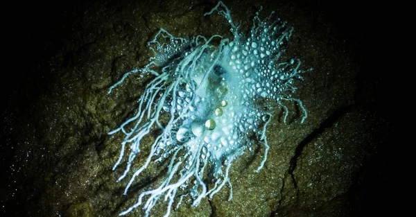 mawlyngbna adventure caving (8)